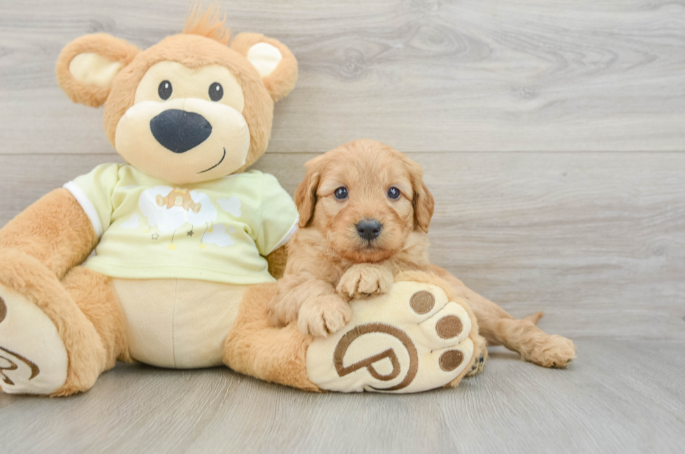 6 week old Mini Goldendoodle Puppy For Sale - Puppy Love PR