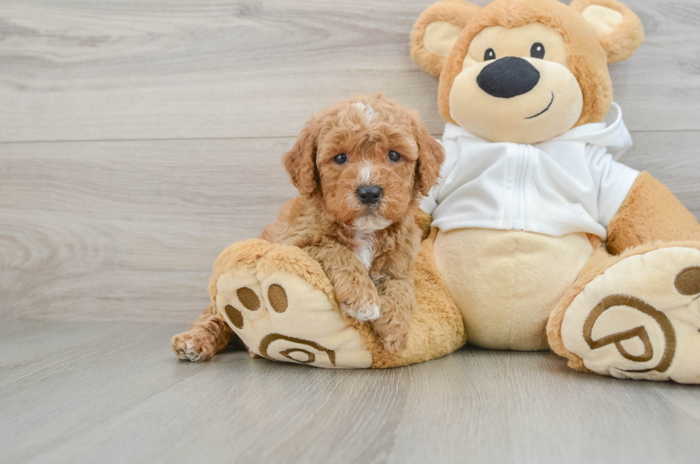 7 week old Mini Goldendoodle Puppy For Sale - Puppy Love PR