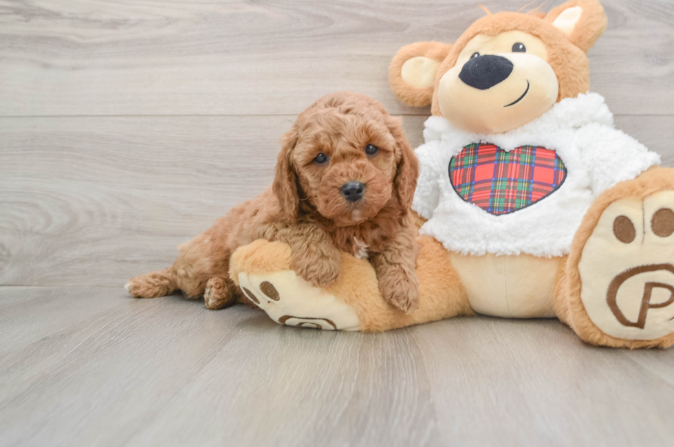 5 week old Mini Goldendoodle Puppy For Sale - Puppy Love PR