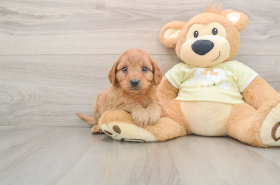 Best Mini Goldendoodle Baby