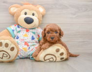 7 week old Mini Goldendoodle Puppy For Sale - Puppy Love PR