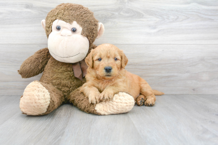 Cute Golden Retriever Poodle Mix Puppy