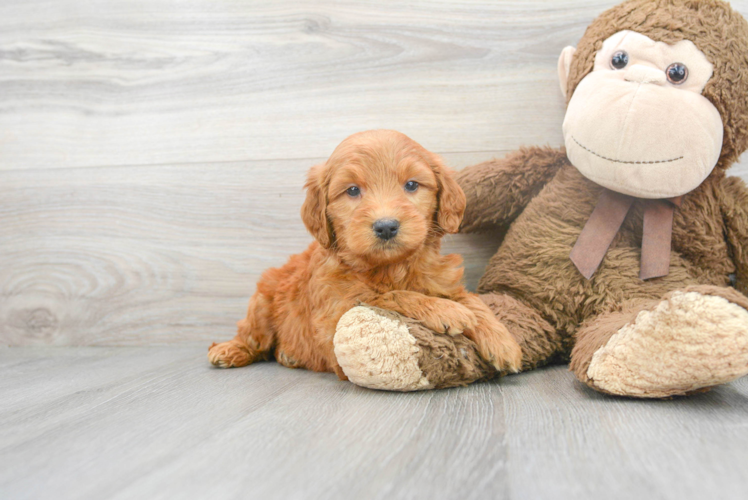 Cute Golden Retriever Poodle Mix Puppy