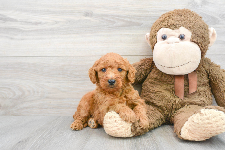 Meet Kubota - our Mini Goldendoodle Puppy Photo 1/3 - Puppy Love PR Happy Mini Goldendoodle Baby