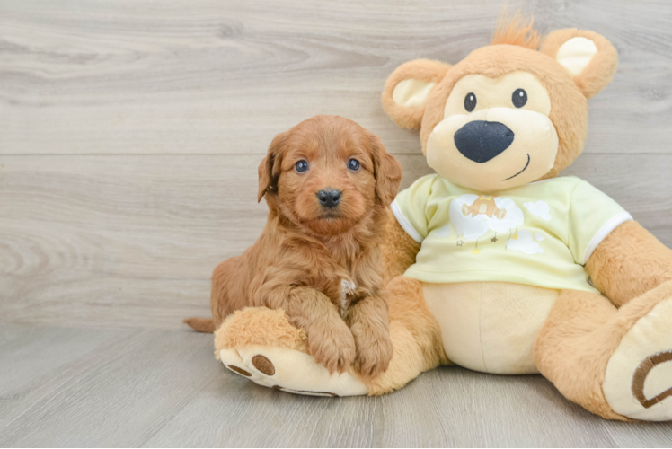 Mini Goldendoodle Pup Being Cute