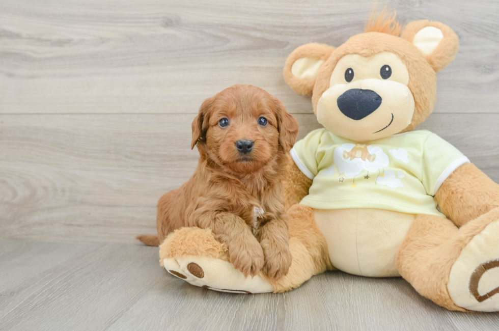 6 week old Mini Goldendoodle Puppy For Sale - Puppy Love PR