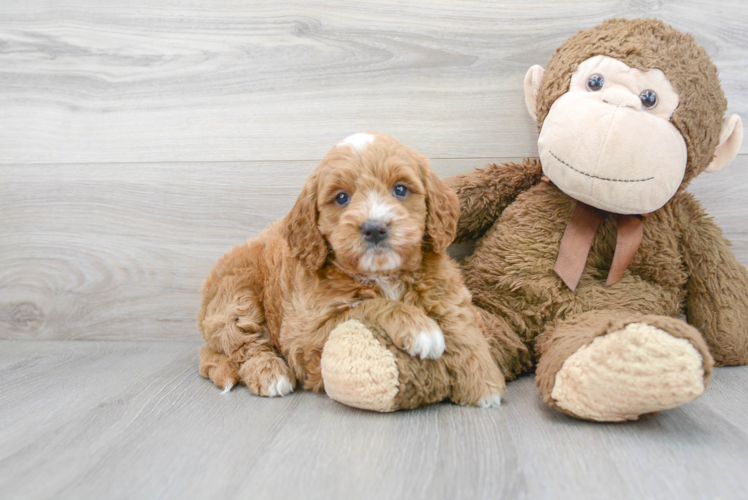 Cute Golden Retriever Poodle Mix Puppy