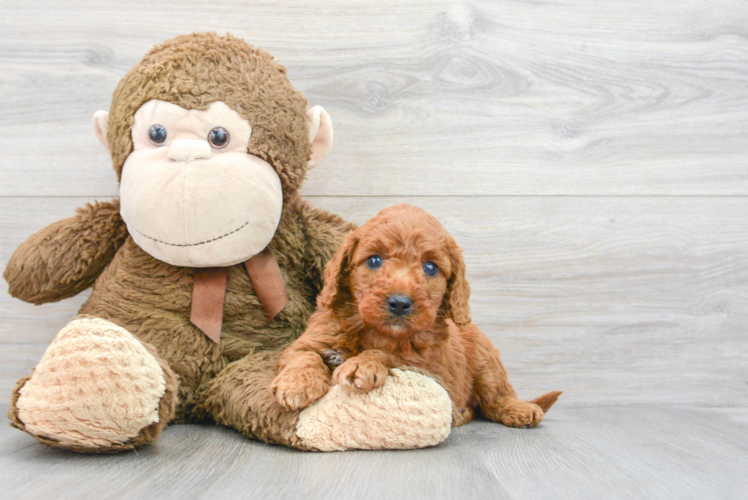 Meet Kylie - our Mini Goldendoodle Puppy Photo 1/3 - Puppy Love PR Best Mini Goldendoodle Baby