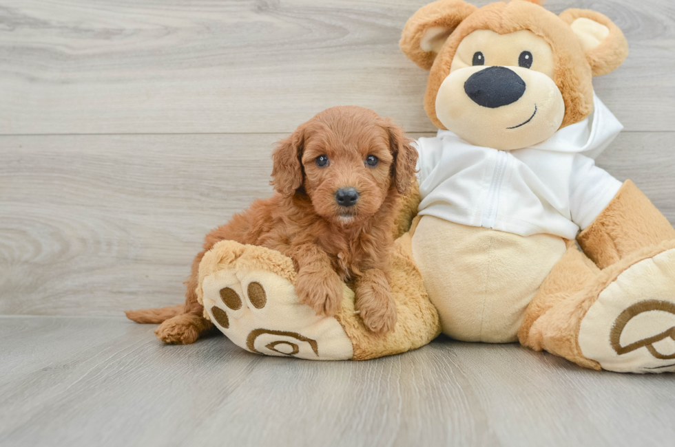 5 week old Mini Goldendoodle Puppy For Sale - Puppy Love PR