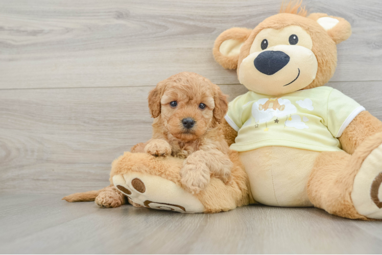 Energetic Golden Doodle Poodle Mix Puppy