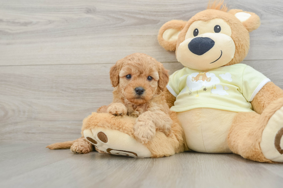 6 week old Mini Goldendoodle Puppy For Sale - Puppy Love PR