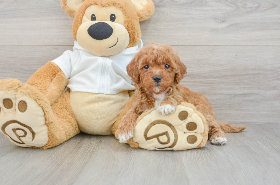 7 week old Mini Goldendoodle Puppy For Sale - Puppy Love PR