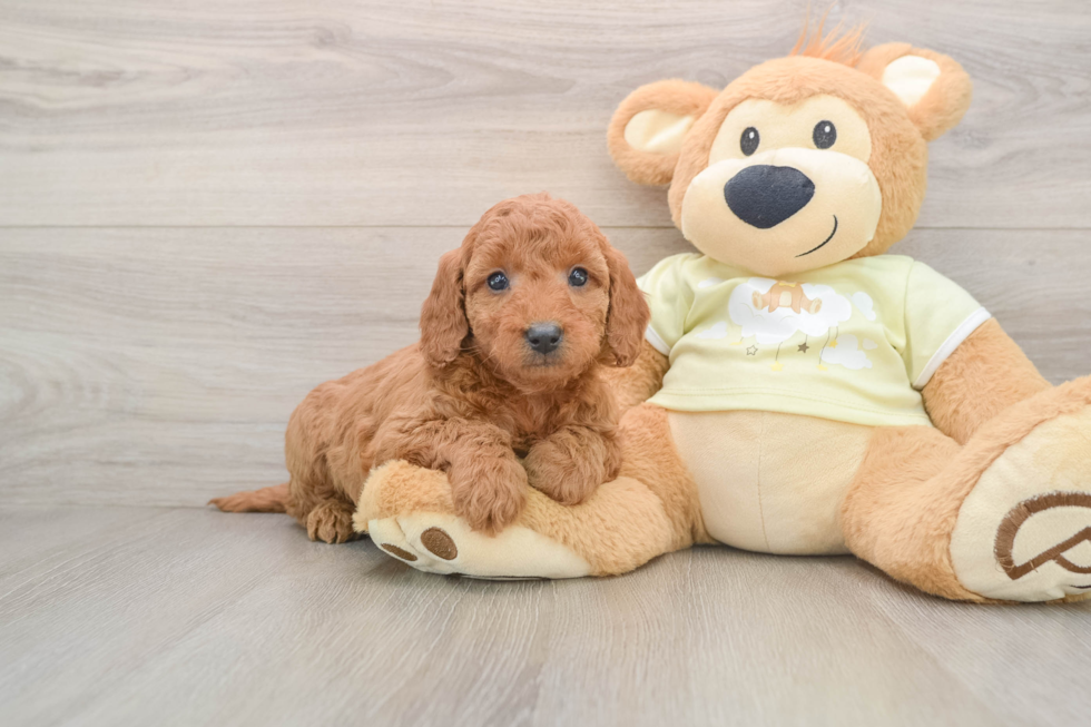 Happy Mini Goldendoodle Baby