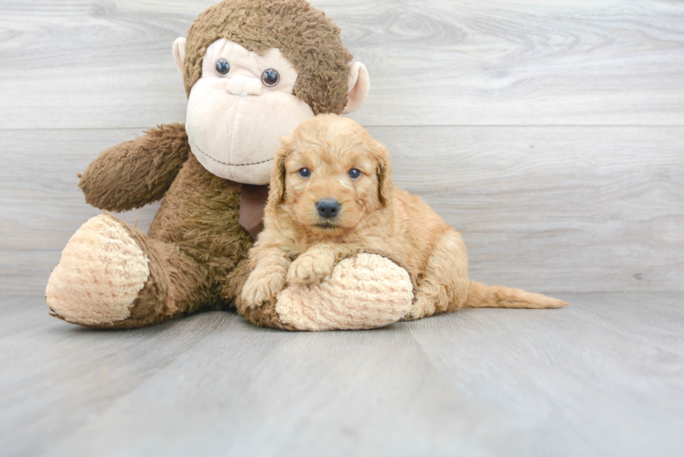 Cute Mini Goldendoodle Poodle Mix Pup