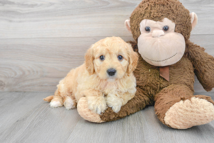 Happy Mini Goldendoodle Baby