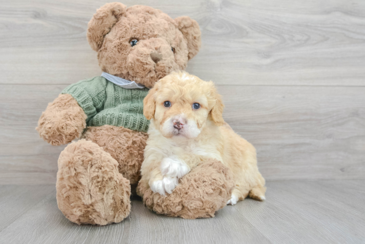 Meet Lawrence - our Mini Goldendoodle Puppy Photo 1/3 - Puppy Love PR Mini Goldendoodle Pup Being Cute