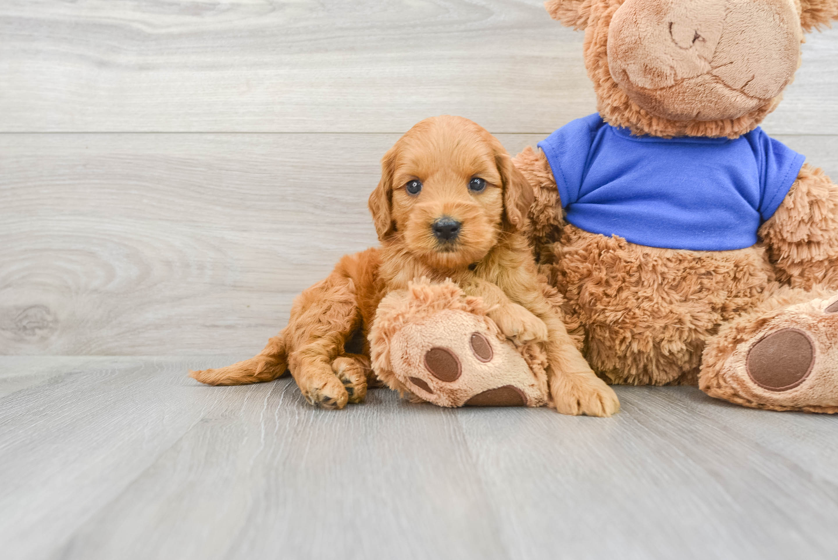 Best Mini Goldendoodle Baby