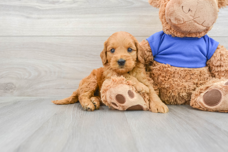 Meet Lawrence - our Mini Goldendoodle Puppy Photo 1/3 - Puppy Love PR Best Mini Goldendoodle Baby