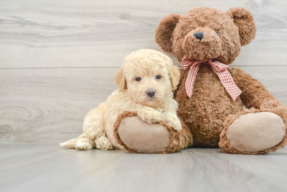 Fluffy Mini Goldendoodle Poodle Mix Pup