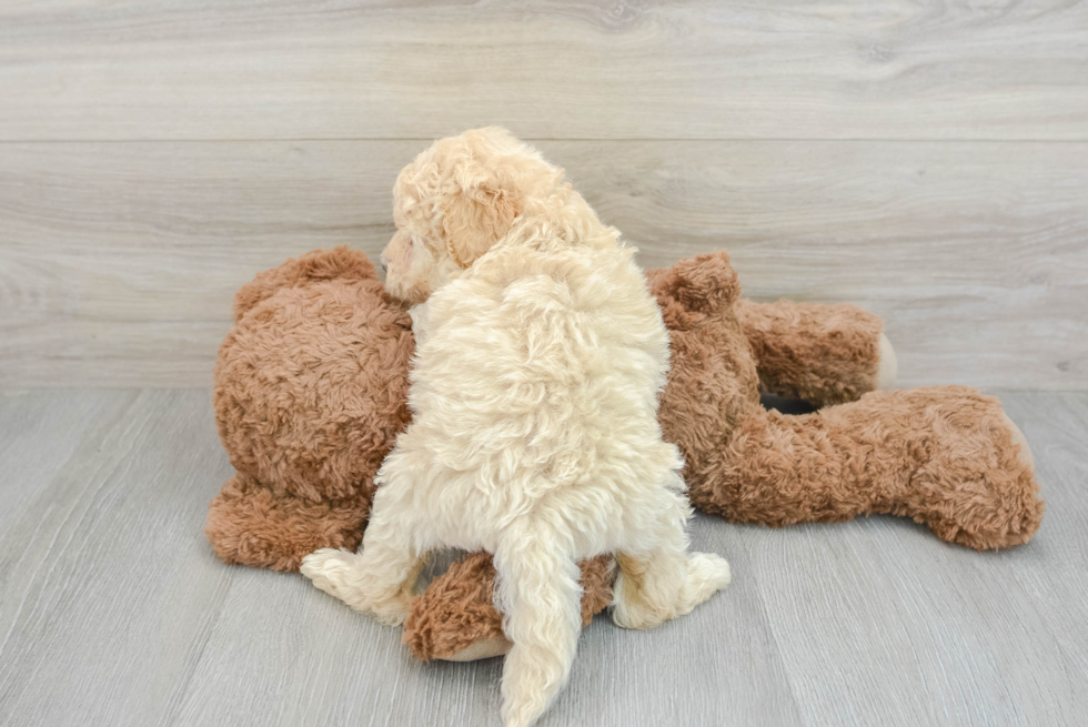 Energetic Golden Doodle Poodle Mix Puppy