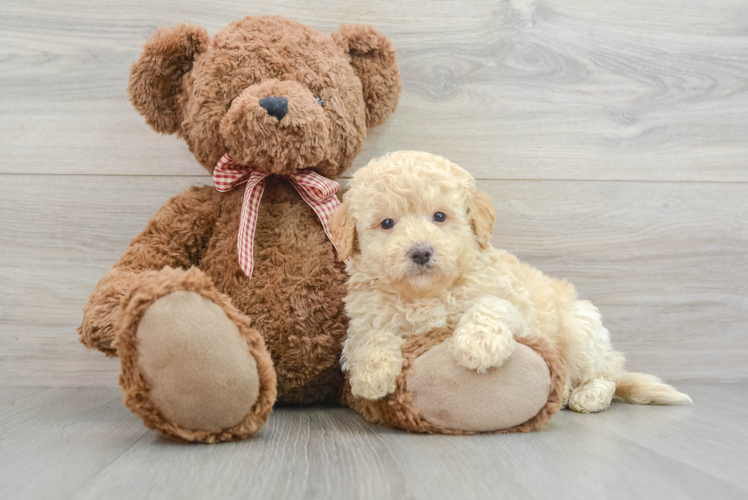 Mini Goldendoodle Puppy for Adoption