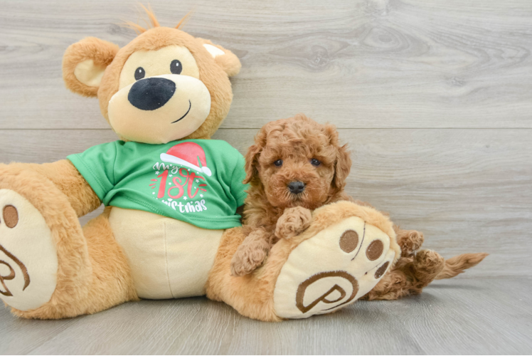 Meet Lawrence - our Mini Goldendoodle Puppy Photo 1/3 - Puppy Love PR Small Mini Goldendoodle Baby