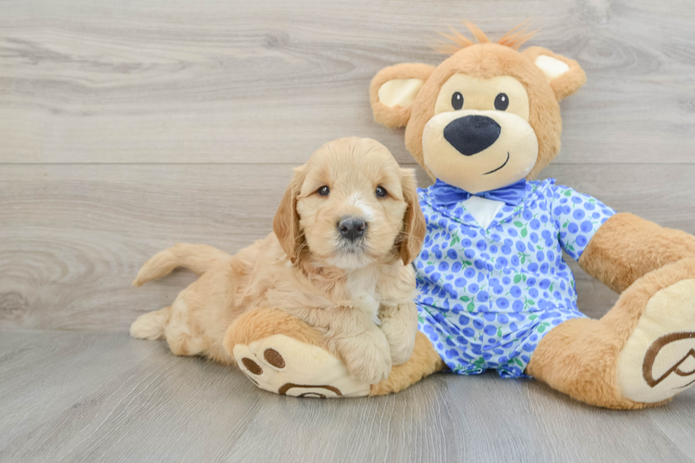 Happy Mini Goldendoodle Baby