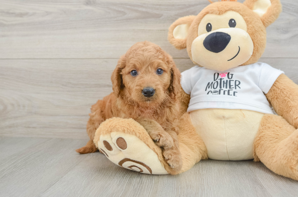 6 week old Mini Goldendoodle Puppy For Sale - Puppy Love PR