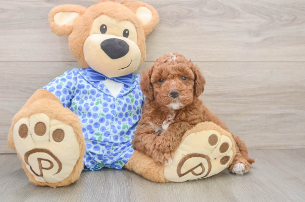 6 week old Mini Goldendoodle Puppy For Sale - Puppy Love PR