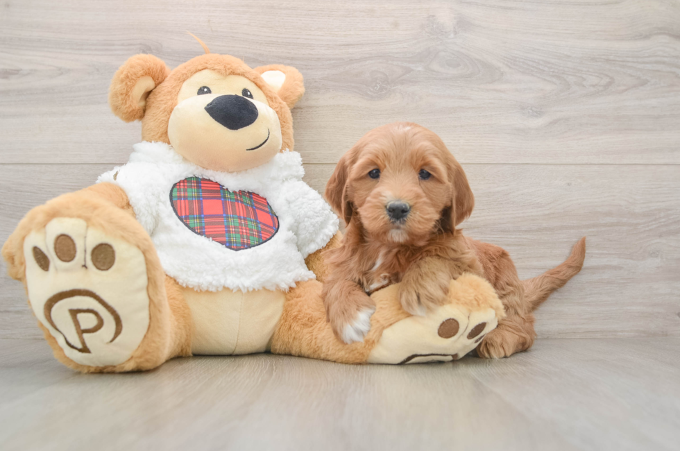 5 week old Mini Goldendoodle Puppy For Sale - Puppy Love PR