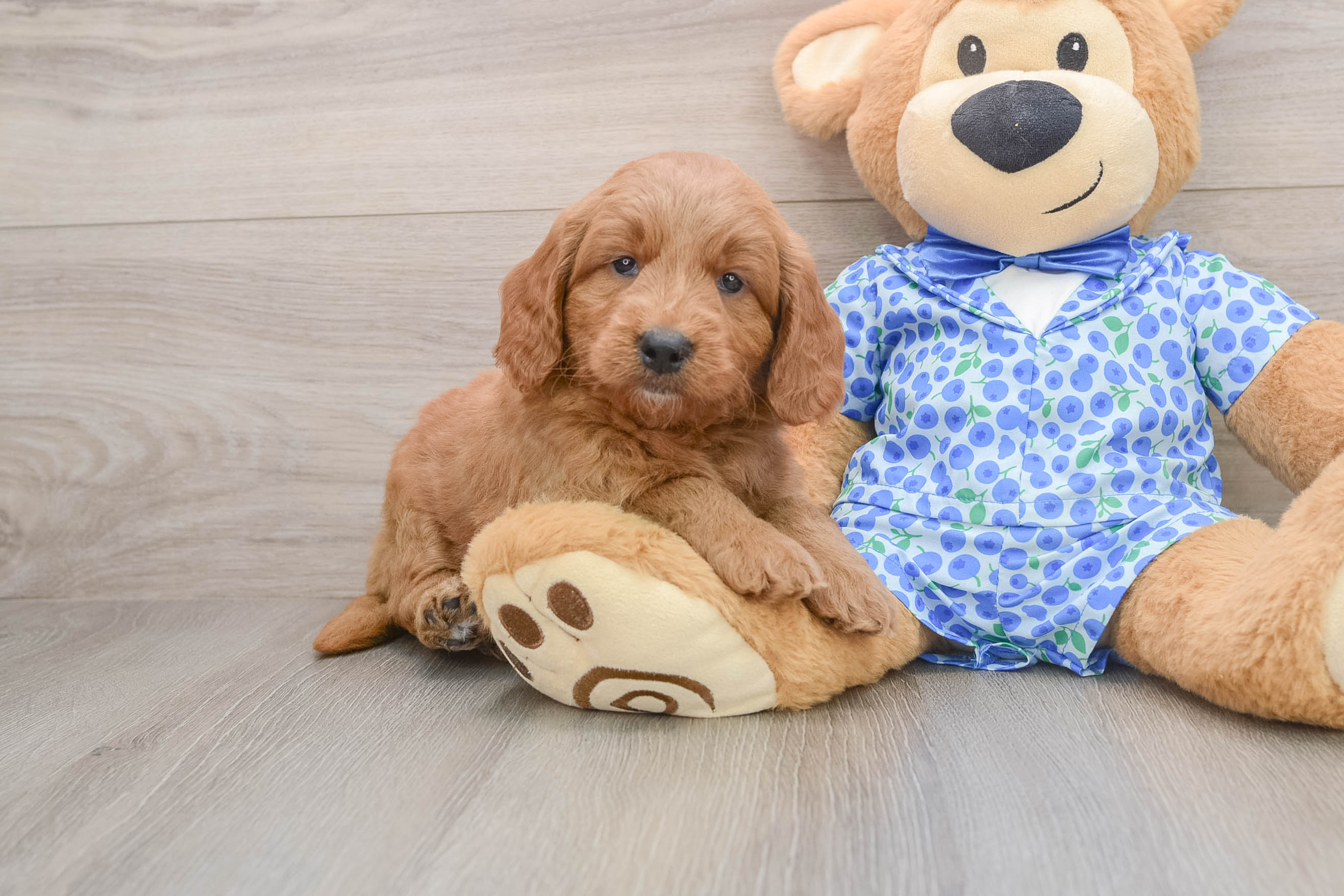Happy Mini Goldendoodle Baby
