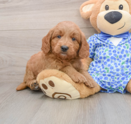 7 week old Mini Goldendoodle Puppy For Sale - Puppy Love PR