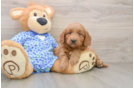 Mini Goldendoodle Pup Being Cute