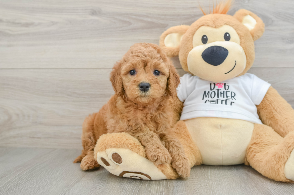 6 week old Mini Goldendoodle Puppy For Sale - Puppy Love PR