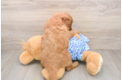 Funny Mini Goldendoodle Poodle Mix Pup