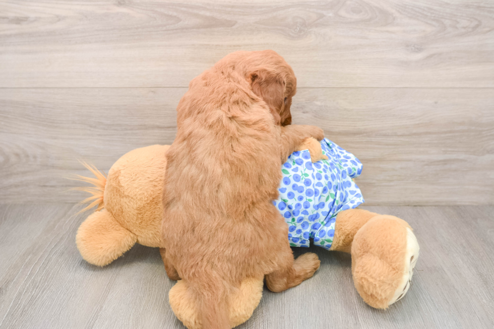 Funny Mini Goldendoodle Poodle Mix Pup
