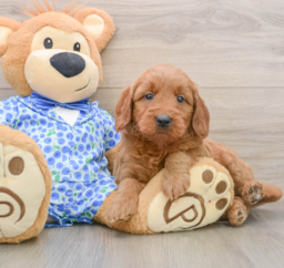 7 week old Mini Goldendoodle Puppy For Sale - Puppy Love PR