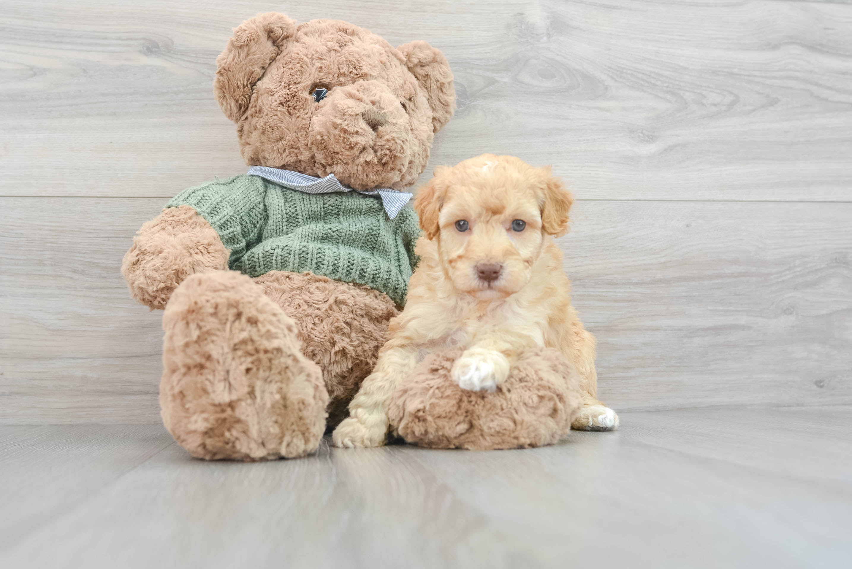 Mini Goldendoodle Pup Being Cute