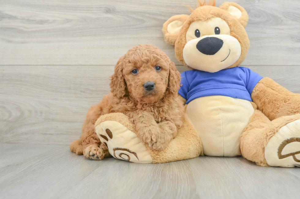 6 week old Mini Goldendoodle Puppy For Sale - Puppy Love PR