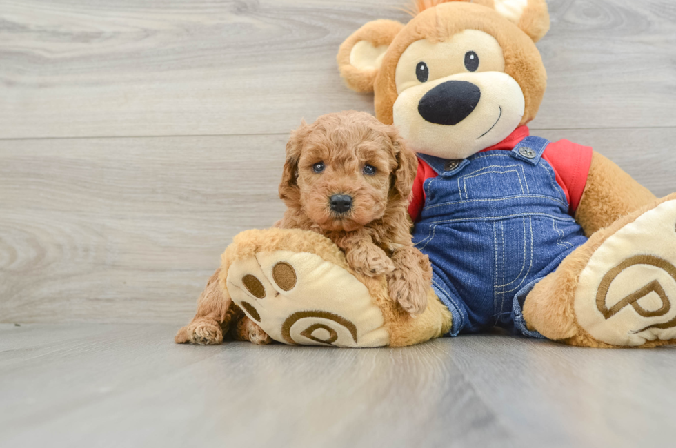 6 week old Mini Goldendoodle Puppy For Sale - Puppy Love PR