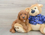 9 week old Mini Goldendoodle Puppy For Sale - Puppy Love PR