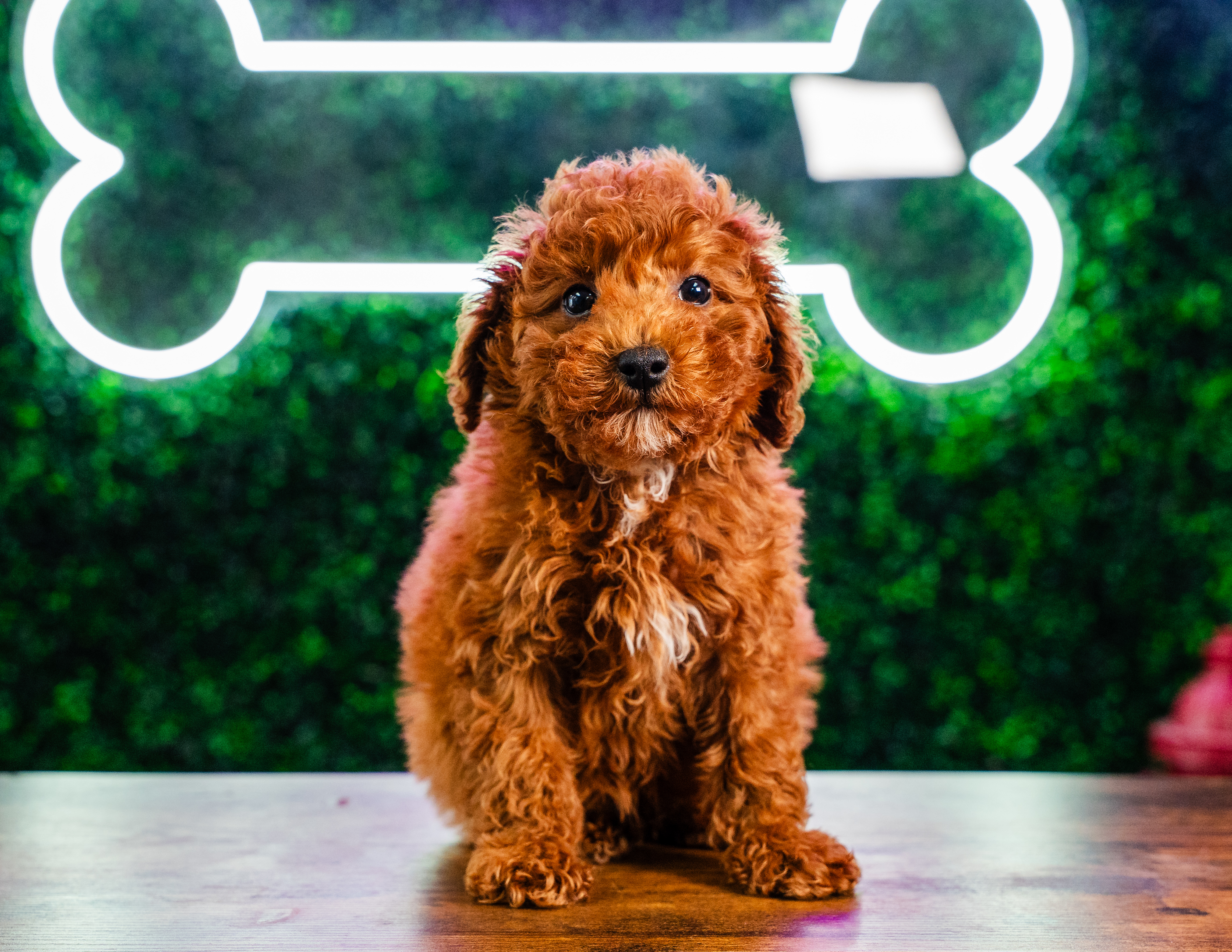 Cute Mini Goldendoodle Poodle Mix Pup
