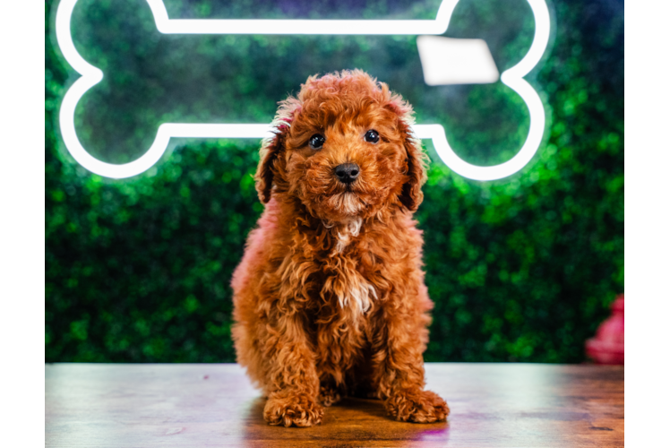 Cute Mini Goldendoodle Poodle Mix Pup