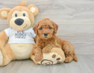 8 week old Mini Goldendoodle Puppy For Sale - Puppy Love PR