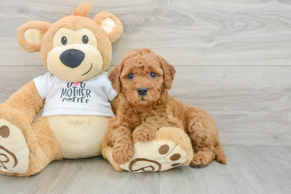 Popular Mini Goldendoodle Poodle Mix Pup