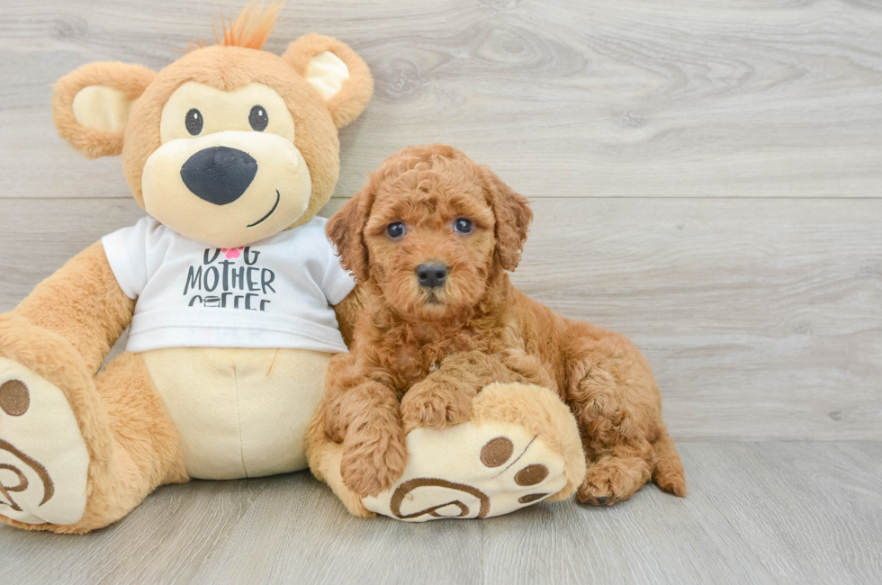 6 week old Mini Goldendoodle Puppy For Sale - Puppy Love PR