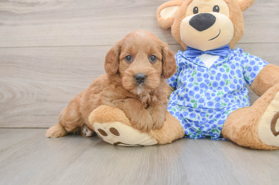 6 week old Mini Goldendoodle Puppy For Sale - Puppy Love PR