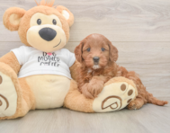 7 week old Mini Goldendoodle Puppy For Sale - Puppy Love PR