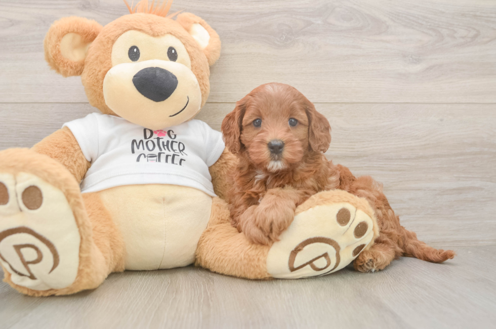 6 week old Mini Goldendoodle Puppy For Sale - Puppy Love PR