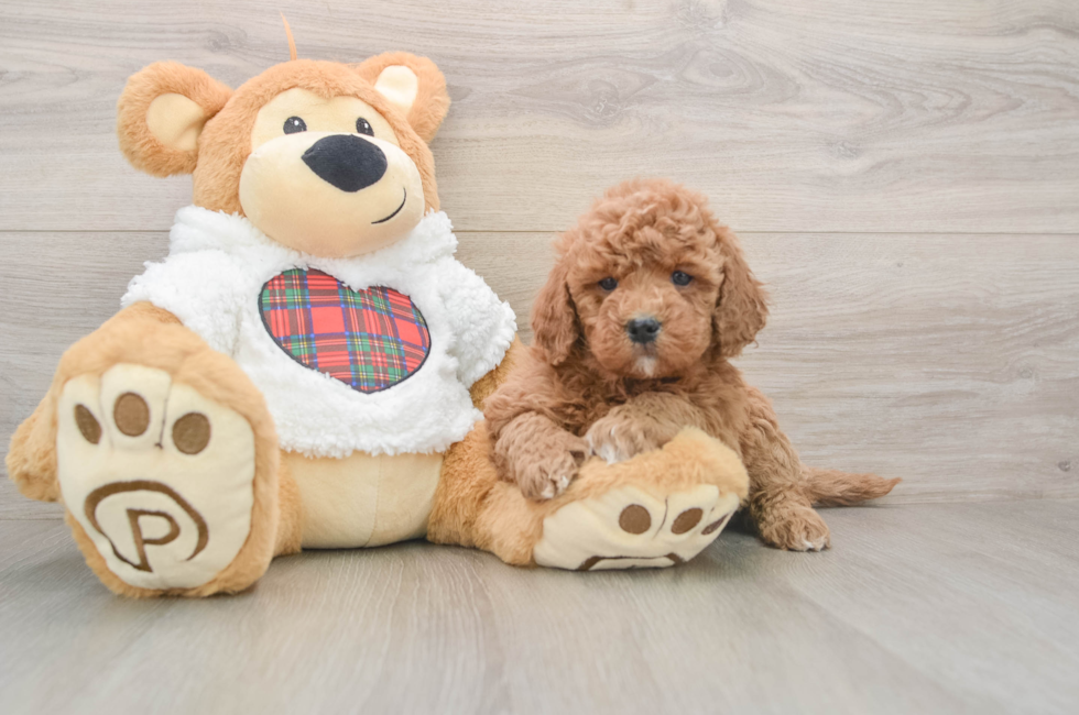 5 week old Mini Goldendoodle Puppy For Sale - Puppy Love PR